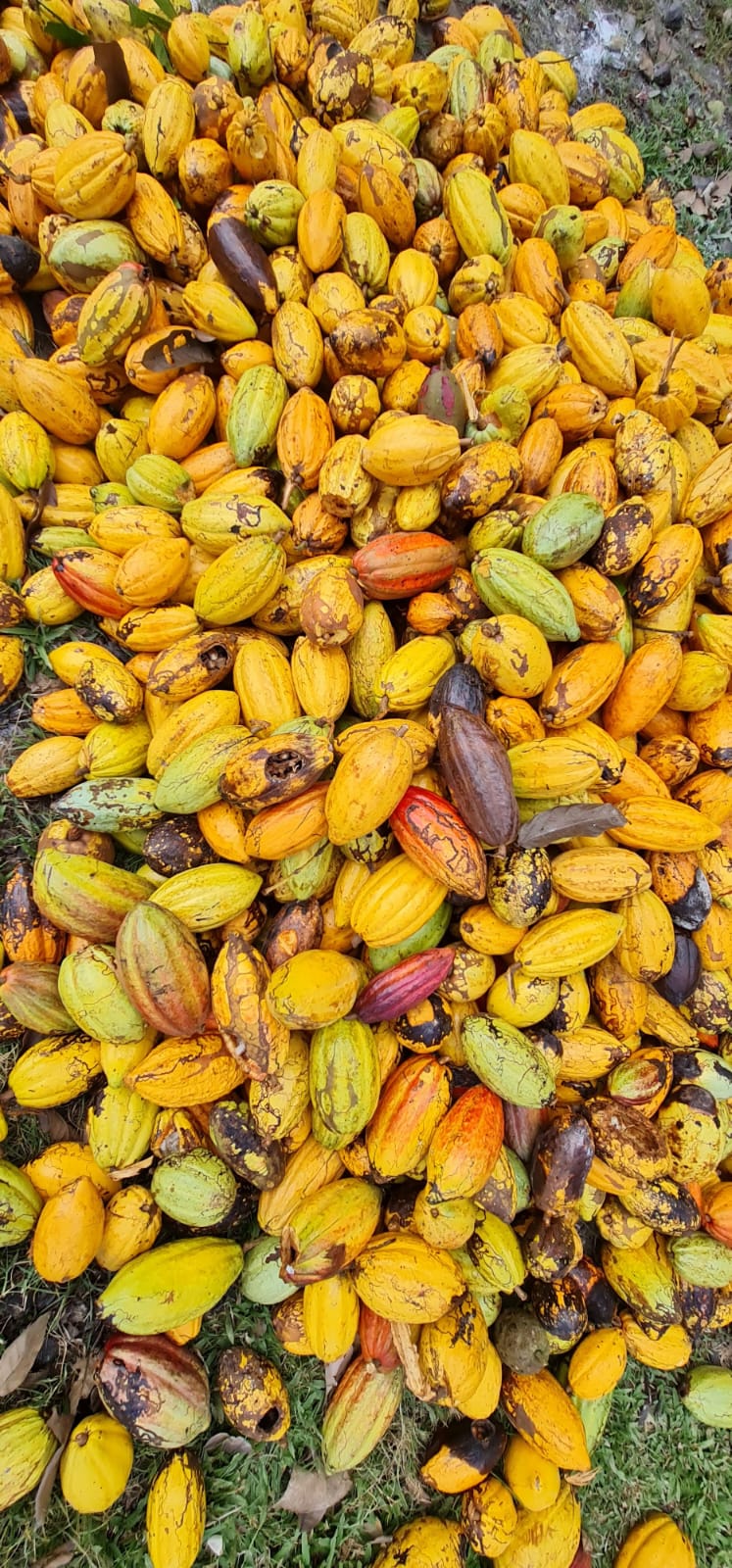 Ana Bandeira Chocolates Northampton, MA